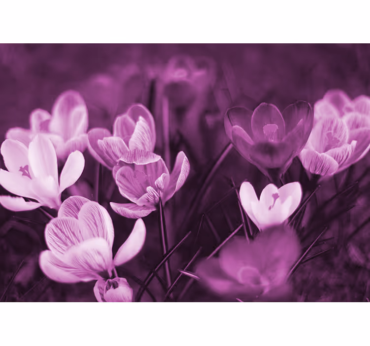 Living room roller blind beautiful pink crocus flower - TenStickers