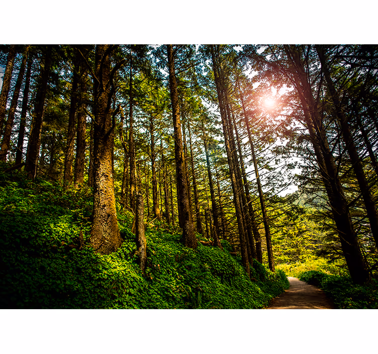 Bedroom roller blind sunlit forest path - TenStickers