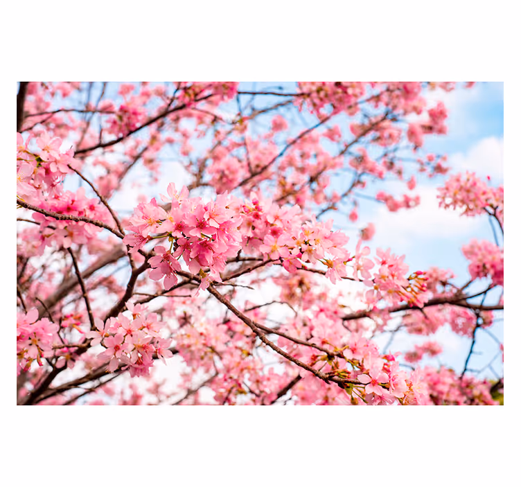 Bedroom roller blind with cherry blossom sky design - TenStickers