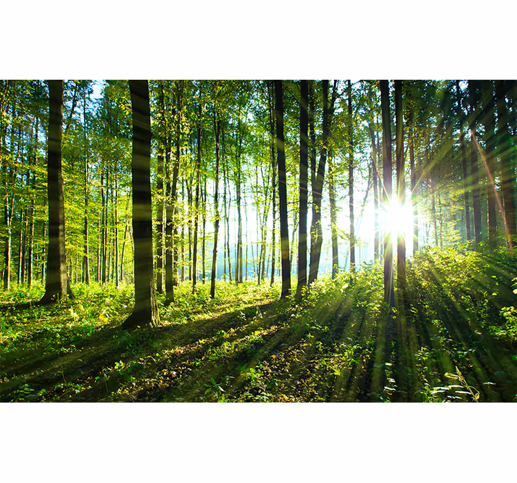 Bedroom roller blind forest landscape mural with light - TenStickers