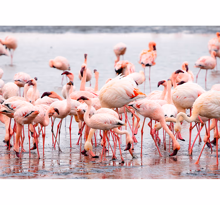 Living room roller blind camargue flamingo design - TenStickers