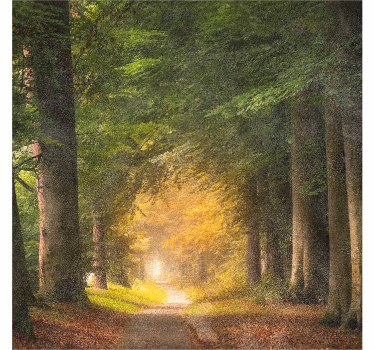 Office roller blind forest walk - TenStickers