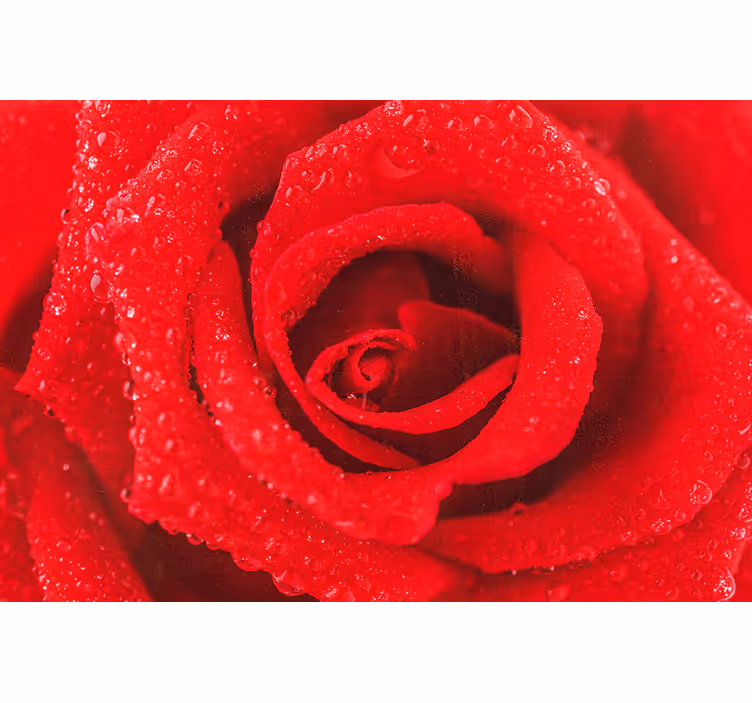 Red roller blind rose bloom - TenStickers