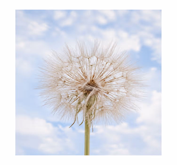 White roller blind dandelion flower design - TenStickers