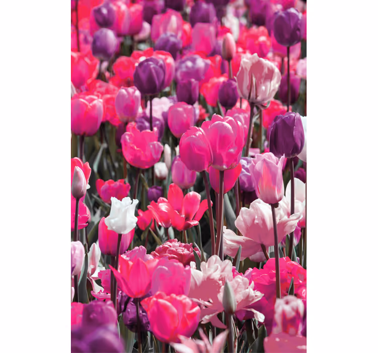 Purple tulip blooms flowers and plants roller blind - TenStickers