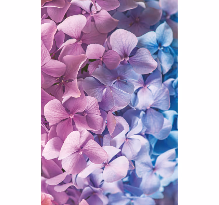 Hydrangea Petal Cluster flowers and plants roller blind - TenStickers