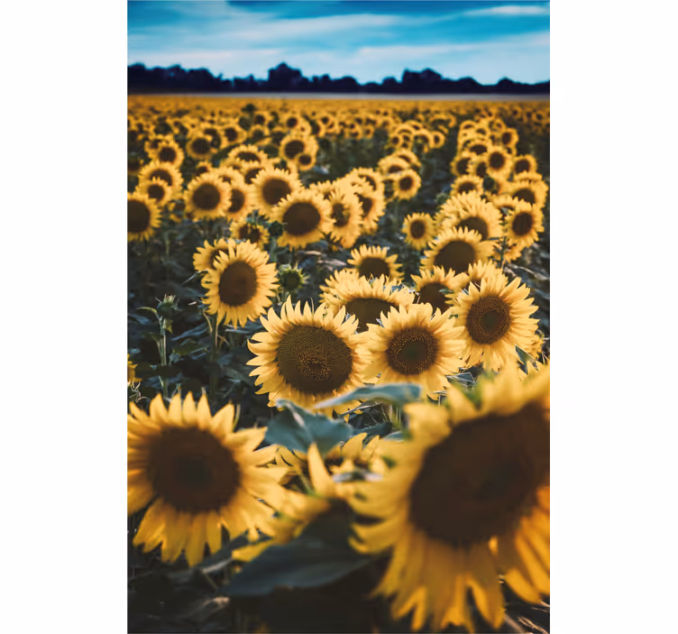 Sun flower field Flower blind - TenStickers