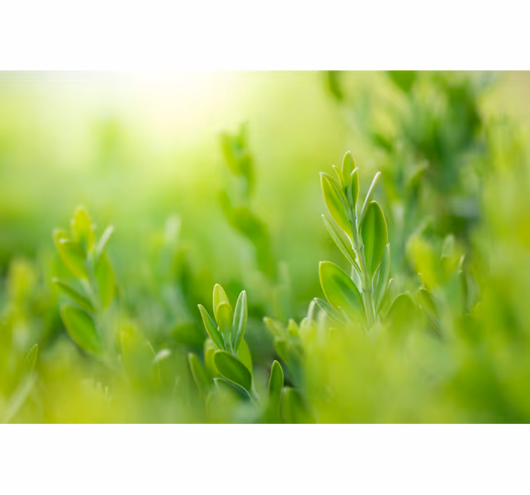 Lush greenery picture flowers and plants roller blind - TenStickers