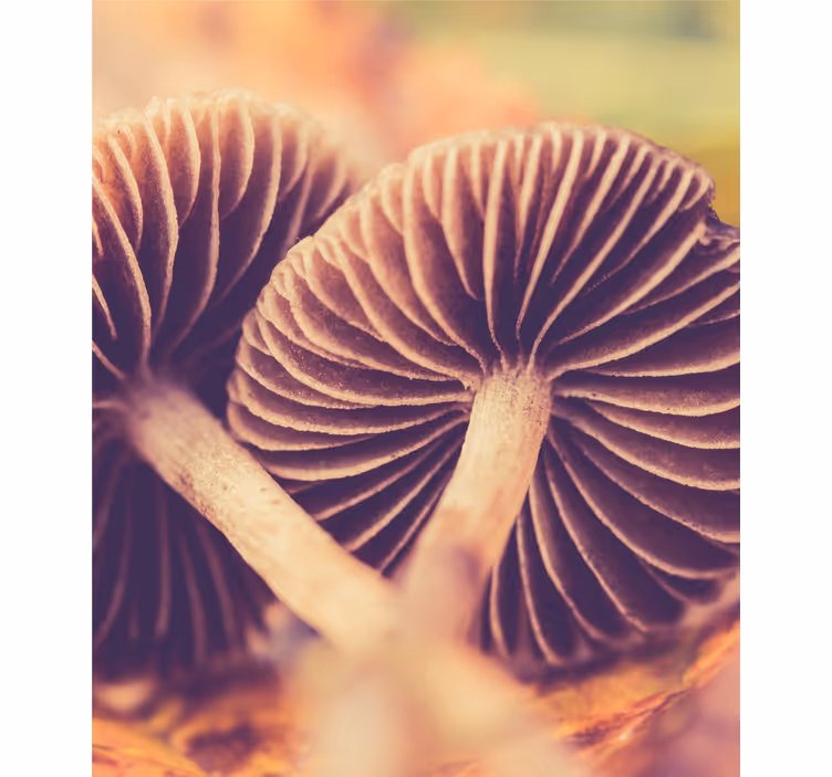 Mushroom gills flowers and plants roller blind - TenStickers