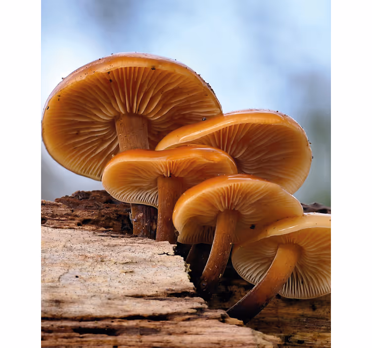 Mushroom Growth flowers and plants roller blind - TenStickers