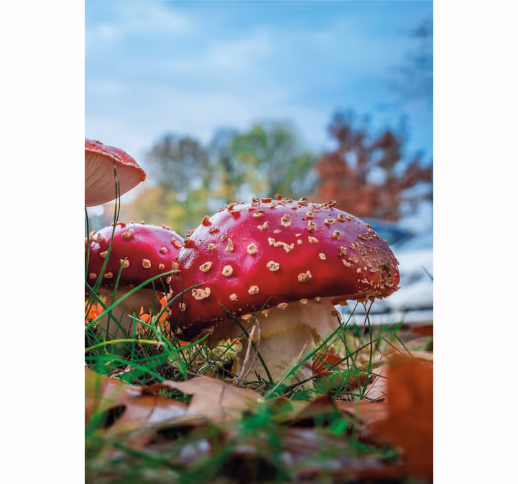 Vibrant Red Mushrooms flowers and plants roller blind - TenStickers