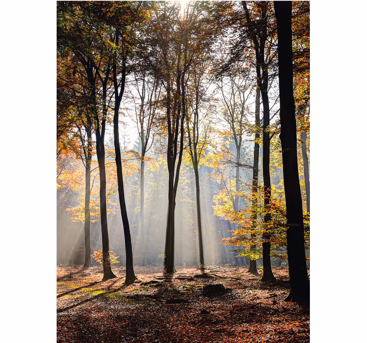 Sunlit forest scene tree roller blind - TenStickers