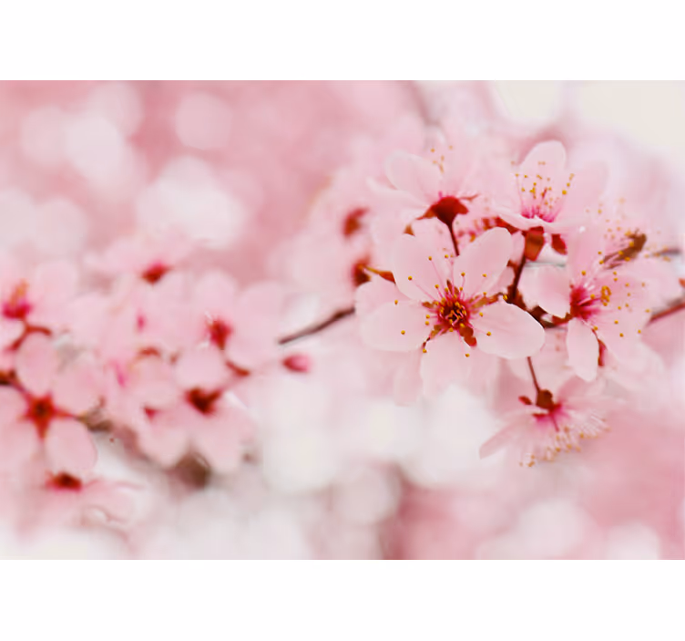 Pink bloom Photography art Flower blind - TenStickers