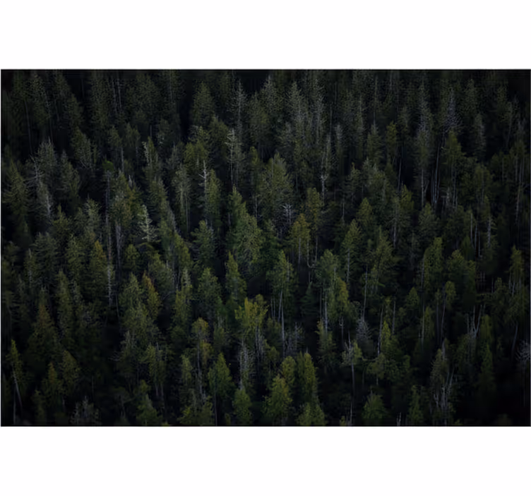 Forest wall mural deep woodland pattern - TenStickers
