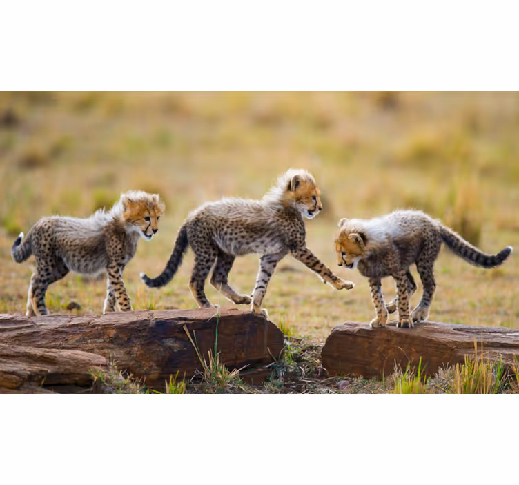 Africa wall mural featuring adorable cheetah cubs - TenStickers