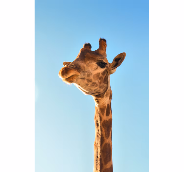 Africa wall mural giraffe close-up - TenStickers