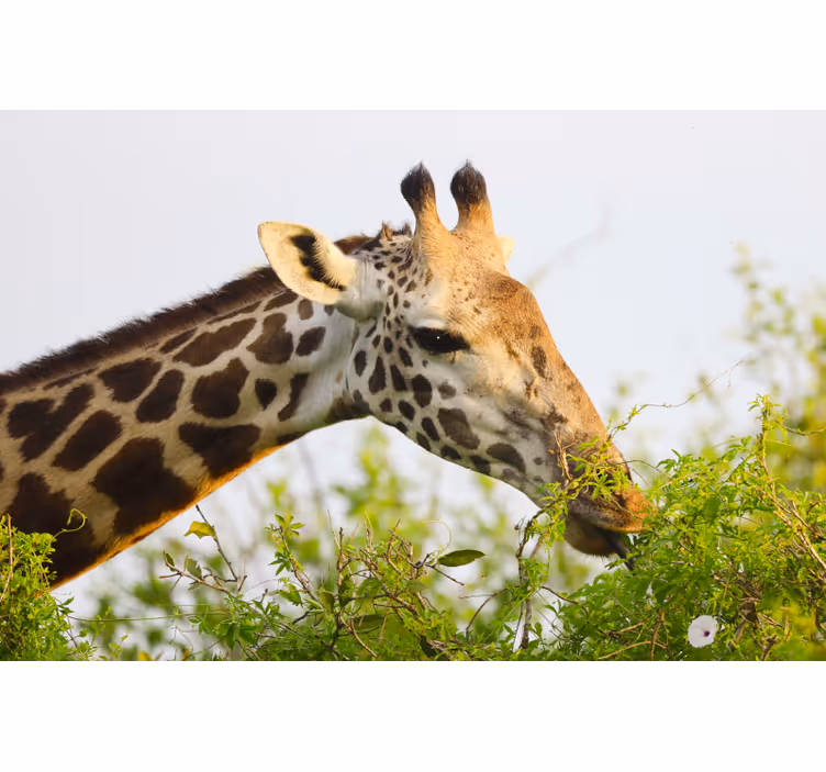 Africa wall mural featuring a tall giraffe - TenStickers