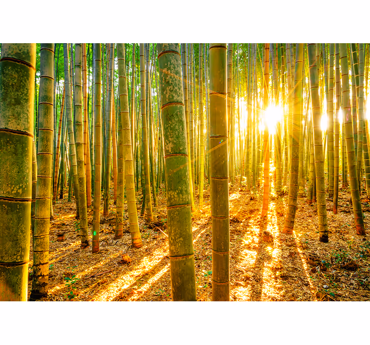 Green wall mural wallpaper sun and bamboo - TenStickers