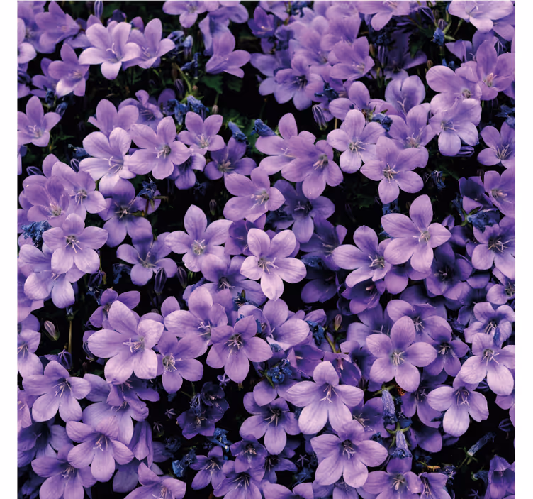 Purple wall mural vague purple flowers design - TenStickers