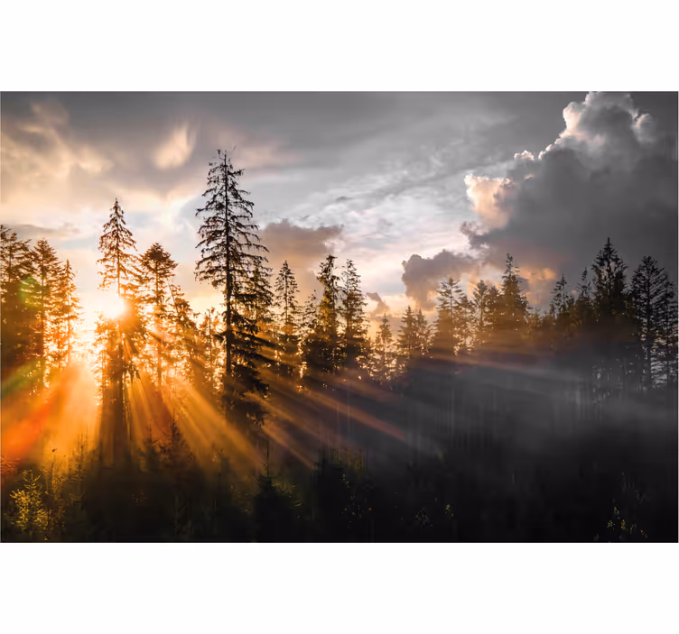 Entrance wall mural forest with fog and sun - TenStickers