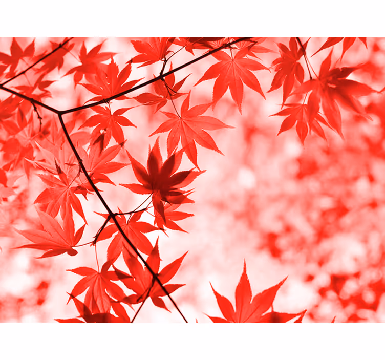 Entrance wall mural red leaf trees - TenStickers