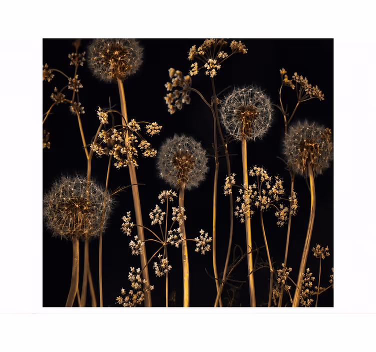 Dandelion mural in the great outdoors - TenStickers