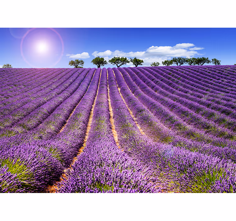 Lavender field wall mural - TenStickers