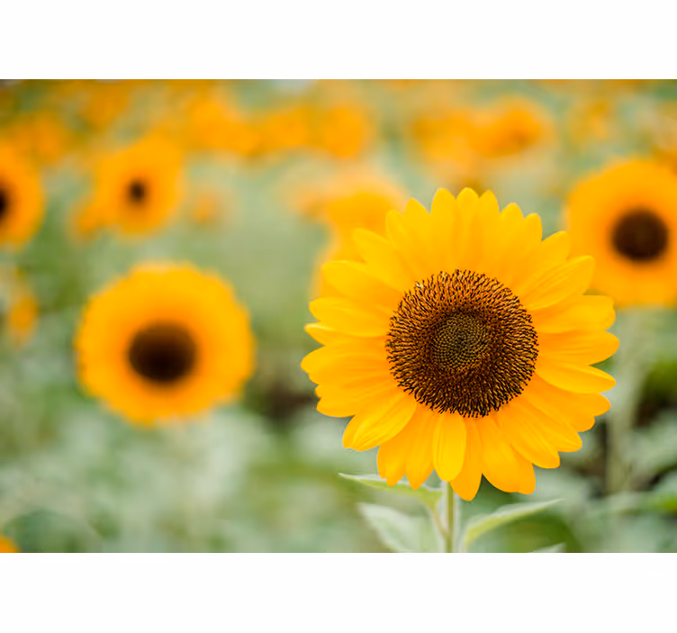 Zonnebloemveld muurschildering - TenStickers