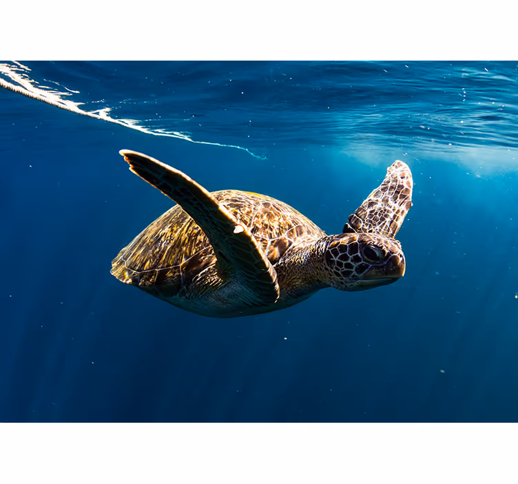 Turtle underwater wall mural - TenStickers