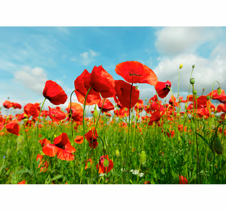Huge poppy field Poppy Wall Mural - TenStickers
