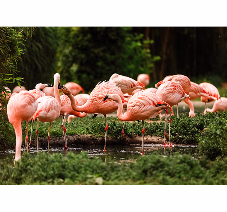 Flamingo group wall mural - TenStickers