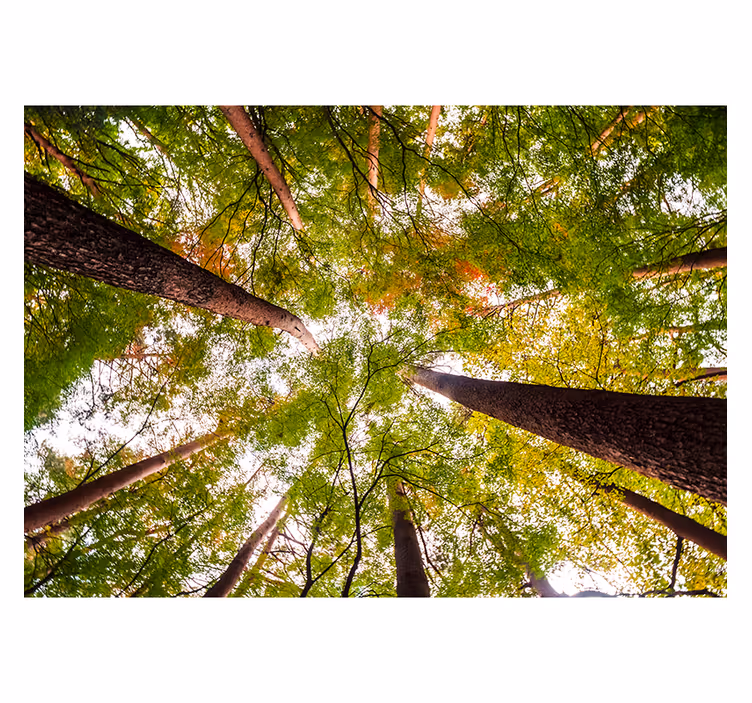 Big trees in woodland wall mural - TenStickers