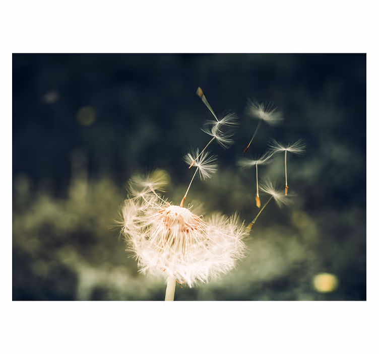 Dandelion seeds in sunlight wall mural - TenStickers