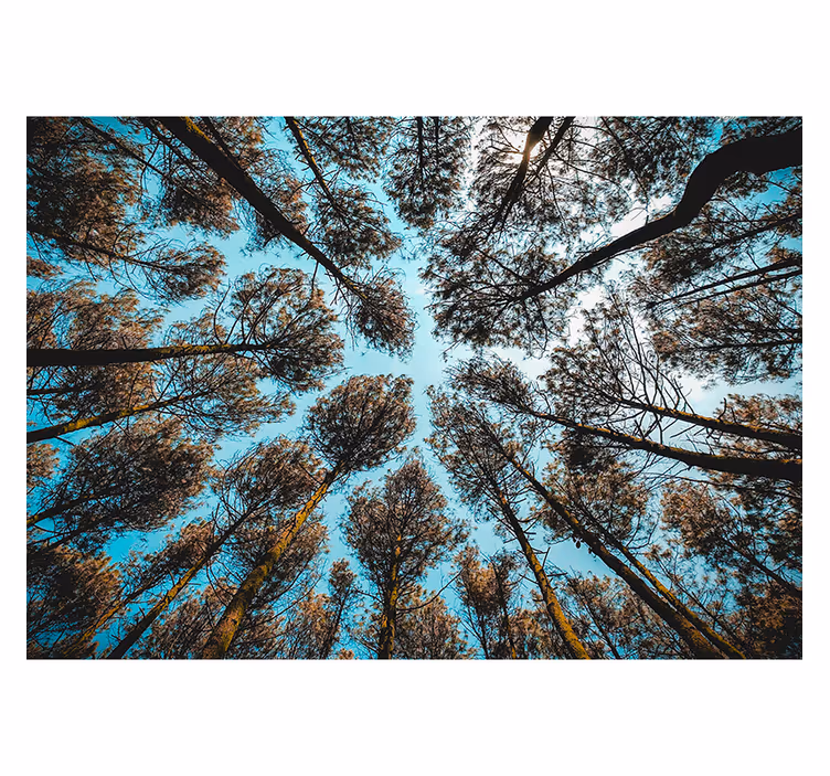 Forest from below forest wall mural - TenStickers