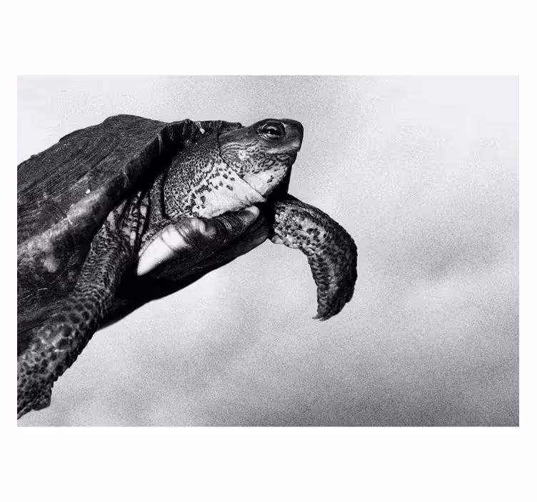 Turtle swimming wall mural - TenStickers