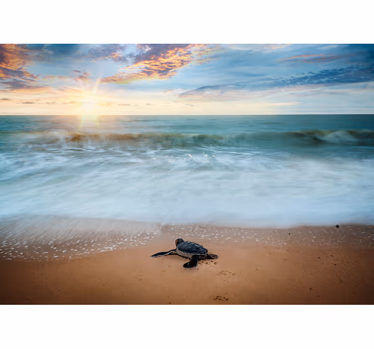 Emerging turtles sea mural - TenStickers