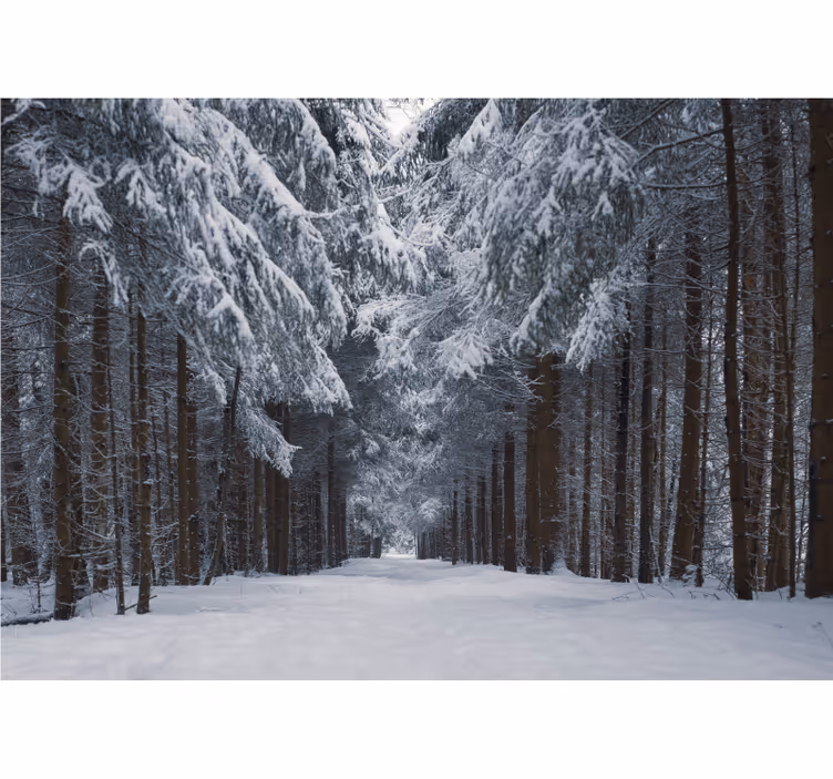 snowy tree path 3D Wall Mural - TenStickers