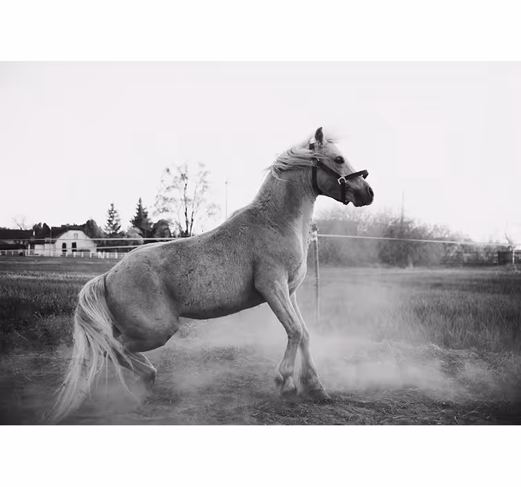 Animal wall mural galloping pony - TenStickers