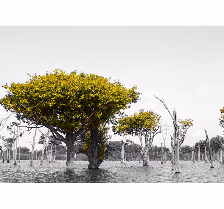 Big dry trees africa wall mural - TenStickers