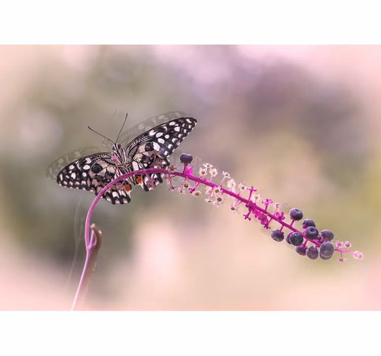 Butterfly atop Blossom flower mural - TenStickers