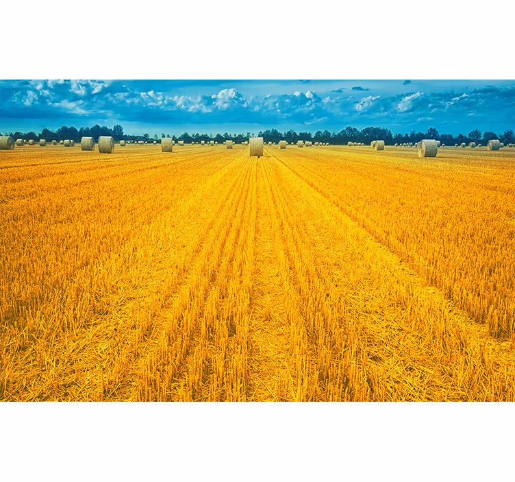 Golden Harvest Field landscape mural wallpaper - TenStickers