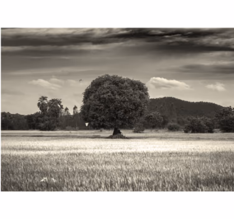 Lone tree landscape tree mural - TenStickers