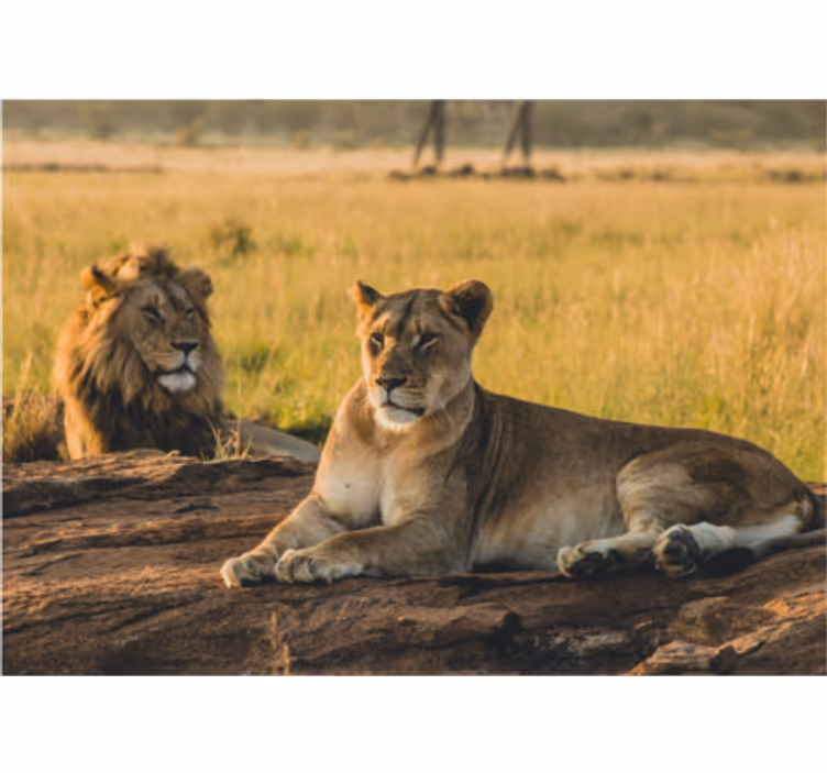 Lion mural majestic lion pair - TenStickers