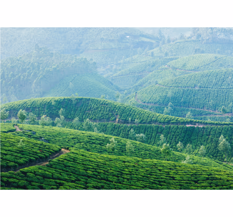 Tea plantation hills landscape mural wallpaper - TenStickers