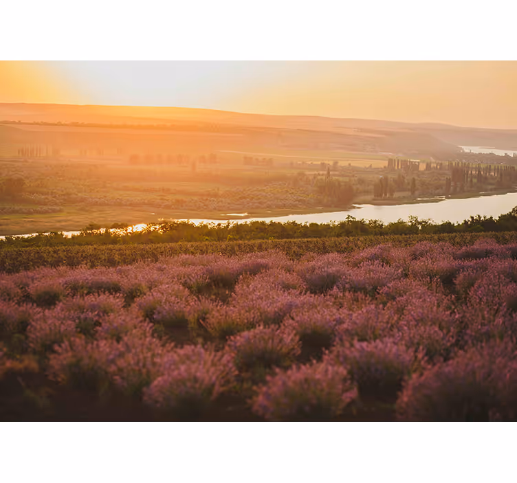 Lavender Fields wall mural - TenStickers