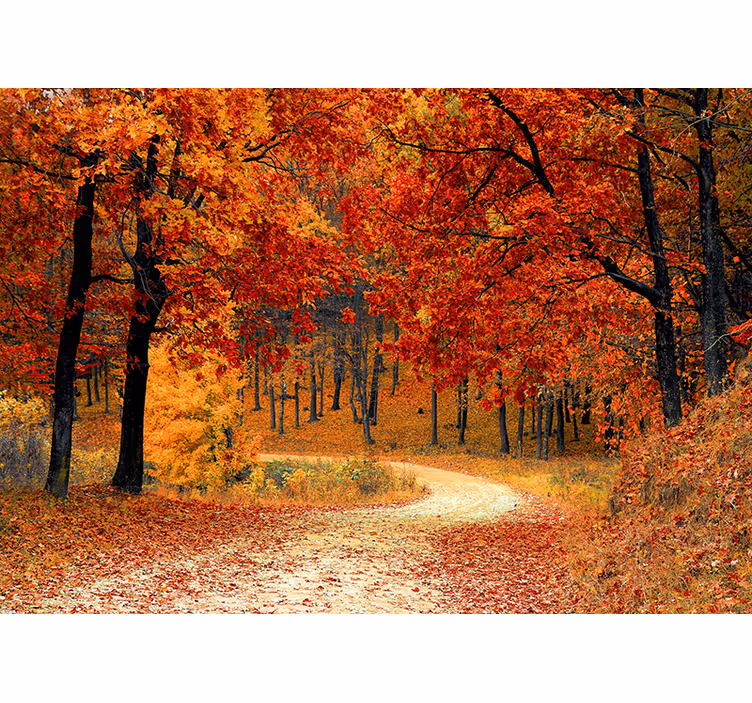 Tunnel of trees nature wall mural - TenStickers