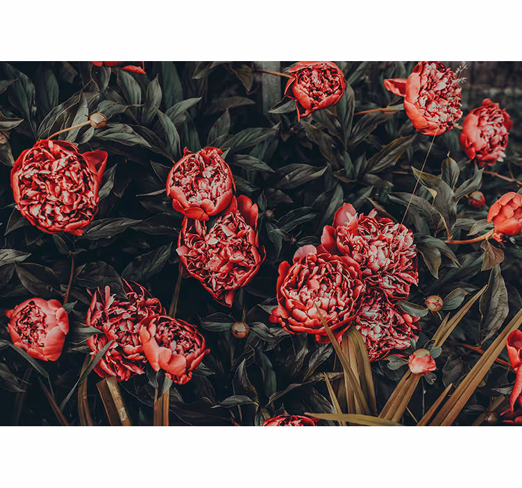 Peony Floral Arrangement flower mural - TenStickers