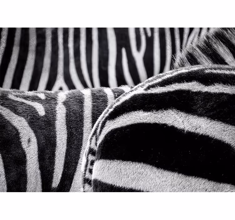 Realistic zebras stripes animal wall mural - TenStickers