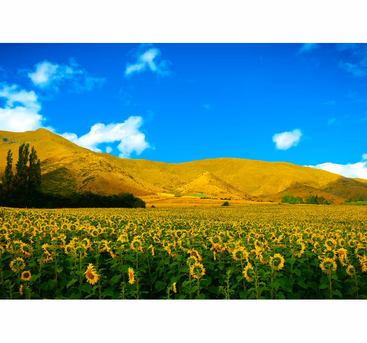 Spring landscape with fields wall mural - TenStickers