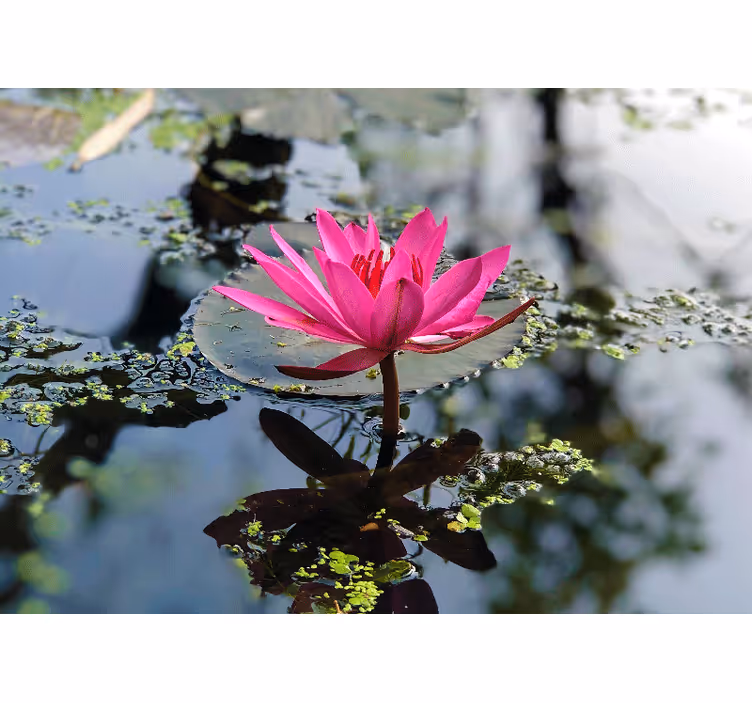 Beautiful lotus flower water wall mural - TenStickers